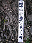 アコウ群(天然記念物)