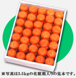桜島小みかん5kg(100個入り)ダンボール箱入り